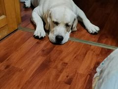 -PAWTOY爪e玩偶店(天兴罗斯福店)