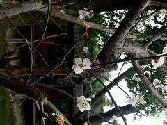 android_upload_pic-定园