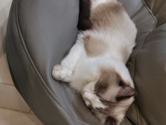 -飞行喵MR PILOT|猫舍·猫咖(静安大融城店)