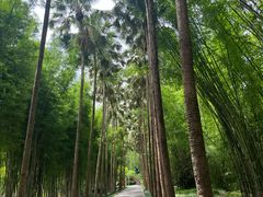 -中国科学院西双版纳热带植物园