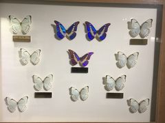 -上海昆虫博物馆