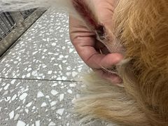 -瑞派申生动物医院·24H夜诊·国际动物医疗中心·骨外科(吴中路店)