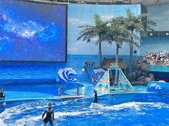 -海合安成都极地海洋公园