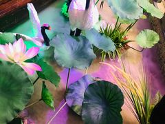 -韵秋荷(宝山龙湖天街店)