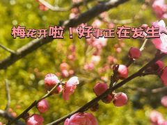 -南京古林公园