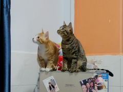 -赏点粤式点心(广州塔店)