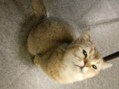 -猫色咖啡·猫咖