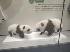 -四川大学博物馆