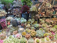 -朝来春花卉市场