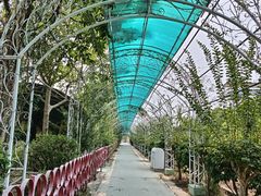 -百万葵园