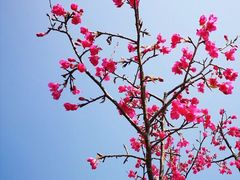-天适樱花悠乐园