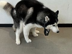 -Husky Go! 哈士奇体验馆·宠物咖啡厅狗咖