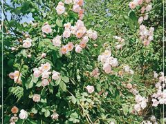 -北京大学燕东园