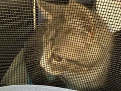 -四月宠物医院·猫专科·心脏专科·内科(转塘店)