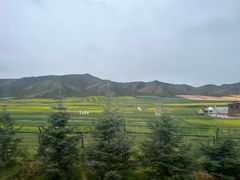 -祁连山草原
