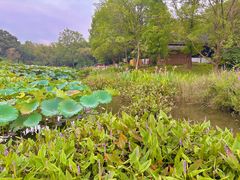 -西溪国家湿地公园