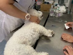 -邢大夫动物医院