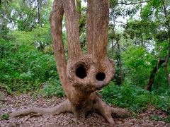 -上海佘山国家森林公园天马山园