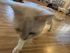 -Heymao猫咖.咖啡厅(东门店)