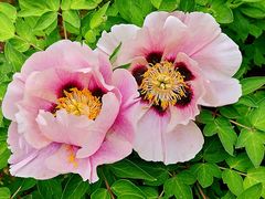 -国家植物园南园