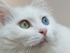 -有猫主题·治愈系猫咖(曾厝垵店)