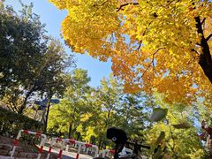 -长白岛森林公园