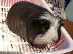 -藦茜花园宠物主题亲子互动体验馆(国顺东路店)