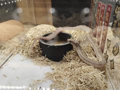 -酷以爬仙阁实体爬宠店·守宫·蜥蜴·专业繁育