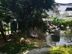 -吉隆坡雀鸟公园