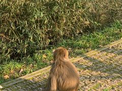 -苏州上方山国家森林公园
