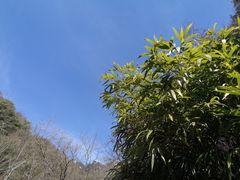 -王顺山国家森林公园