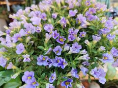 -双季花艺园艺市场(浦东店)