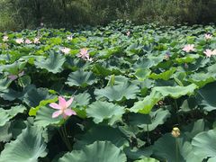 -长兴太湖图影湿地文化园