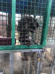 -萌宠亲子动物乐园(槐房万达店)