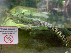-迪拜水族馆及水下动物园