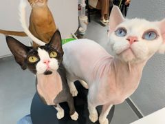 -琪喵猫屋·撸猫猫咖·猫舍