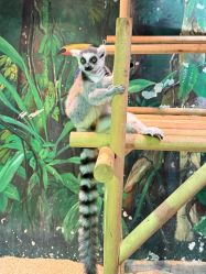 -Zoolung Zoolung动物主题公园(海信广场店)