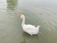 -黄兴公园