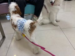 -北京观赏动物医院·24小时大型综合·猫专科·异宠专科