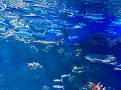 -华夏文旅海洋公园