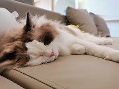 -猫腻·猫咖·撸猫馆(星光大道店)