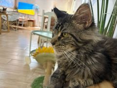 -李小姐の猫咖啡馆(五角场店)