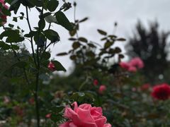 -玉泉观
