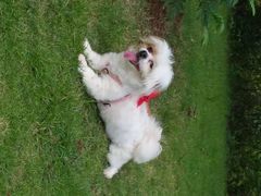 -彩虹桥宠物火化殡葬善终服务(金乐大厦店)