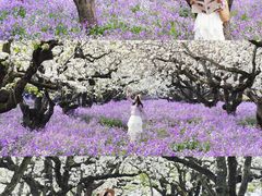 -江苏三台山国家森林公园