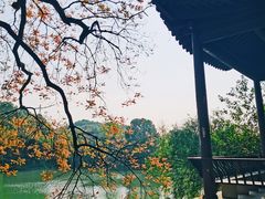 -八大山人梅湖景区
