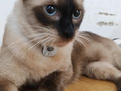 -李小姐の猫咖啡馆(五角场店)