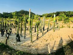 -东莞植物园