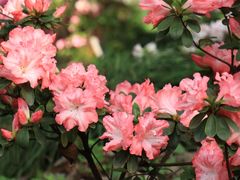 -上海滨江森林公园