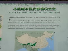 -都江堰中华大熊猫苑